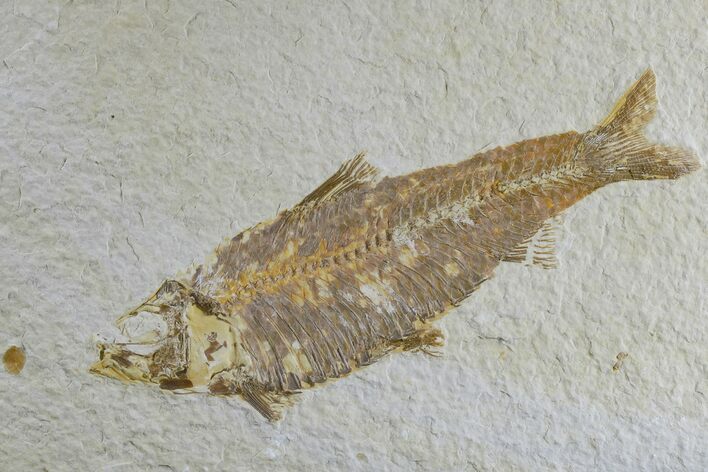 Detailed Fossil Fish (Knightia) - Wyoming #165861
